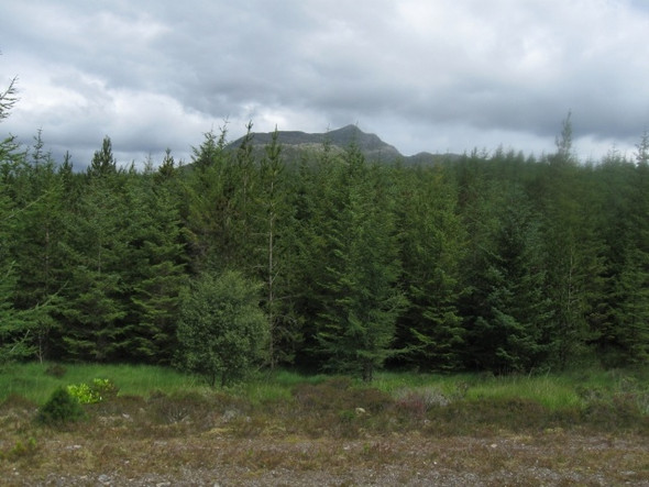 Photo 6"x4" Forestry at end of track: Beinn Resipol on skyline (845 mtrs) Salen\/An Sailean c2008