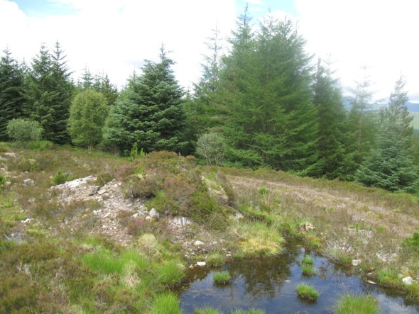 Photo 6"x4" Forestry & track leading back towards Acharacle Salen\/An Sailean c2008