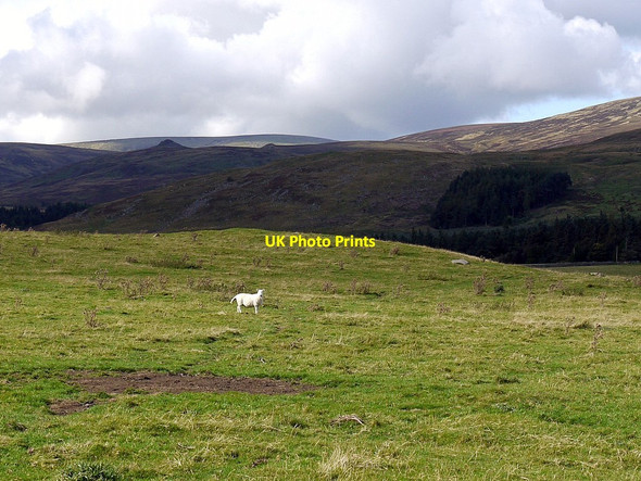 Photo 6"x4" View north-west from Hartside Hill Linhope\/NT9616 c2012