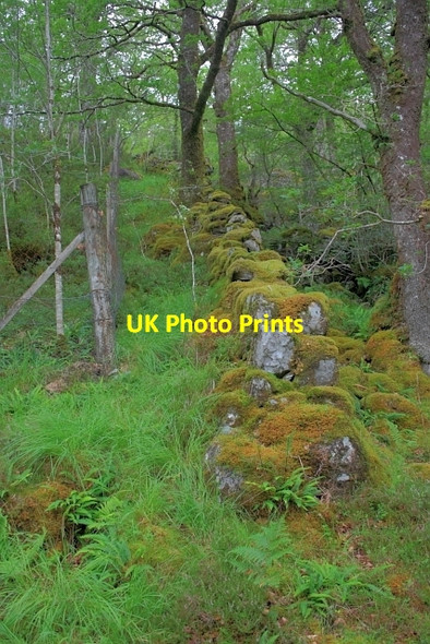 Photo 6"x4" Moss Covered Wall Ariundle c2012