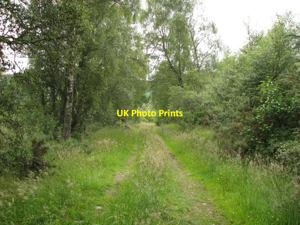 Photo 6"x4" Woodland track Corrimony c2012