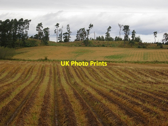 Photo 6"x4" Defoliated potato field Burrelton c2012