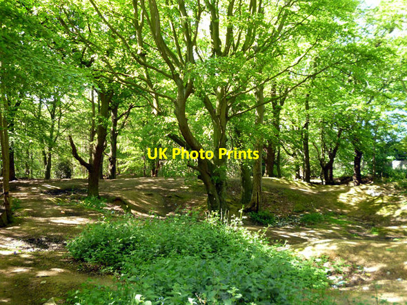 Photo 6"x4" Little Warley Common Great Warley c2012