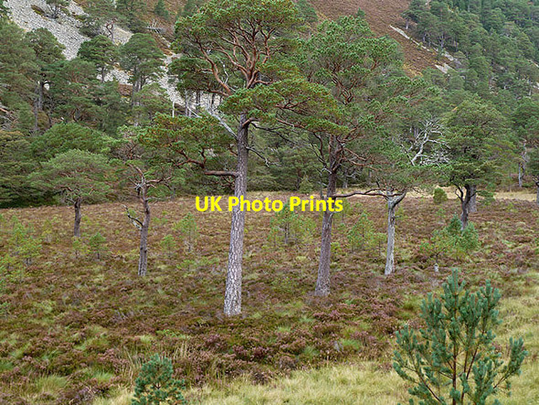 Photo 6"x4" Scots pine trees in Glen More Allt na F\u00e8ith Duibhe c2012