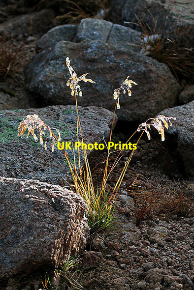 Photo 6"x4" Iced-up grasses on Fiacaill a\u00e2\u0080\u0099 Choire Chais Coire Cas c2012
