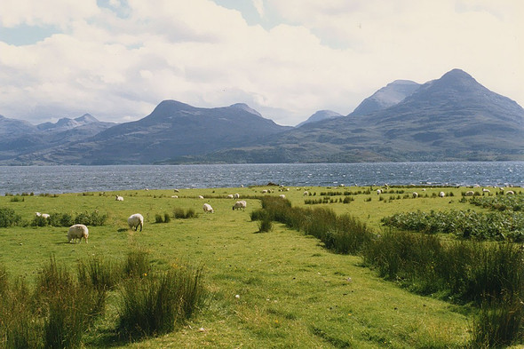 Photo 6"x4" Grazing at Inveralligin Inveralligin c1987