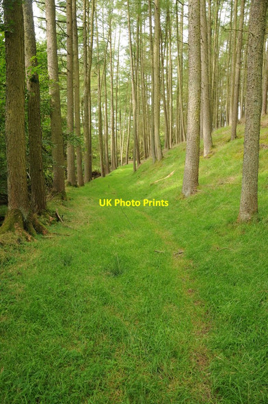 Photo 6"x4" Woodland path below Fron Llanyre c2012