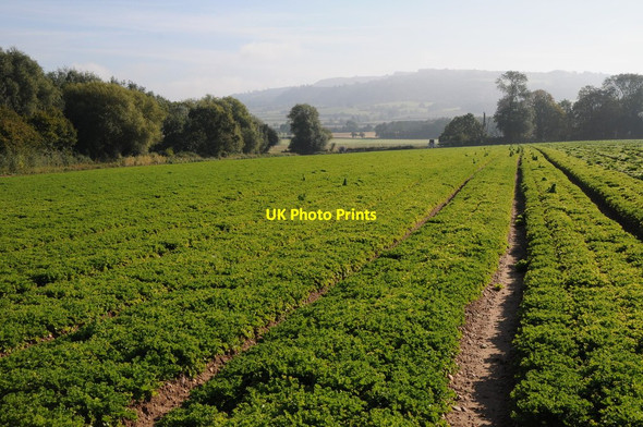Photo 6"x4" Arable land at Strensham Strensham c2012