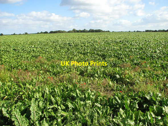 Photo 6"x4" Poppies in sugar beet crop Croxton\/TF9831 c2012