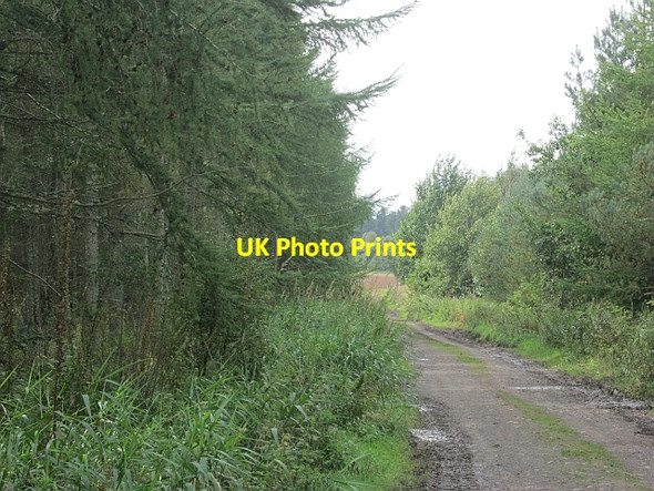 Photo 6"x4" Gowdens Plantation Heiton c2012