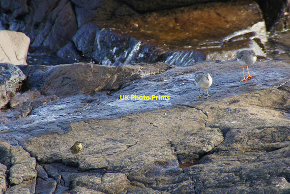 Photo 6"x4" Three birds on a rock at Hellia, Seafield, Lerwick Lerwick c2012