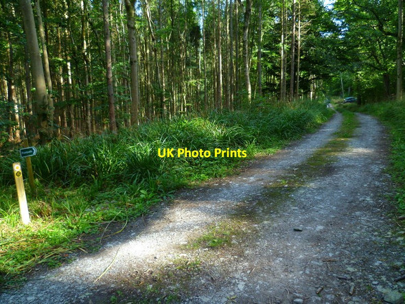 Photo 6"x4" The Orange Way in Dorset and Somerset (191) Goathill c2012