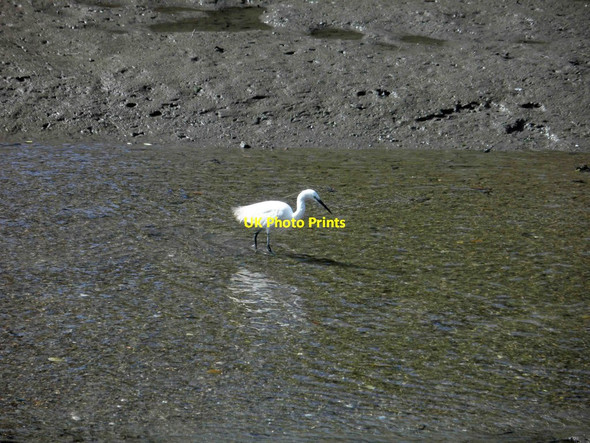 Photo 6"x4" A Little Egret enjoying the mud at Kingsbridge Kingsbridge\/SX7344 c2012