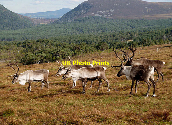 Photo 6"x4" Cairngorm Reindeer Airgiod-meall c2012