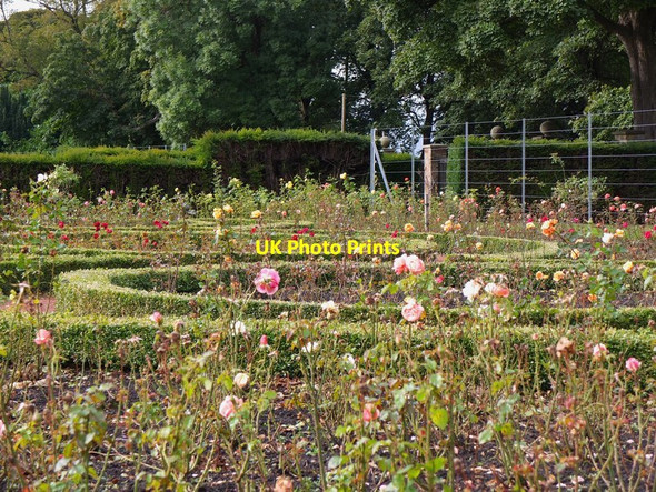 Photo 6"x4" Rose gardens, Saughton Park Edinburgh Gorgie c2012