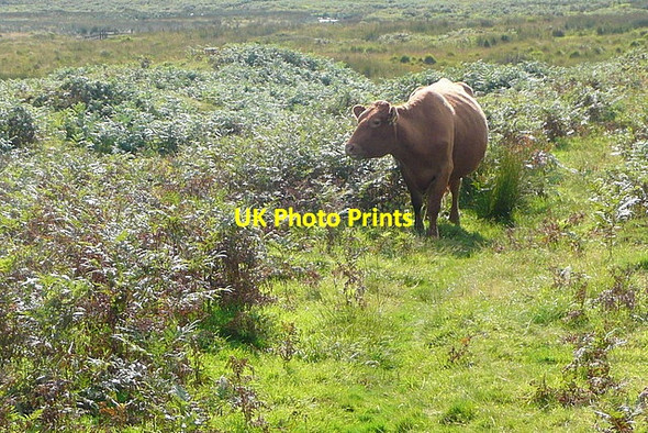 Photo 6"x4" Is this the path? Sheepstor c2012