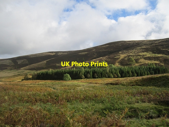 Photo 6"x4" Woodland, Glen Sax Birkscairn Hill c2012