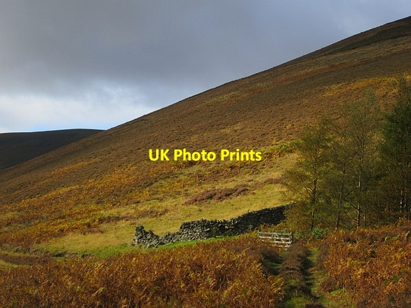 Photo 6"x4" Woodland, Glen Sax Hundleshope c2012