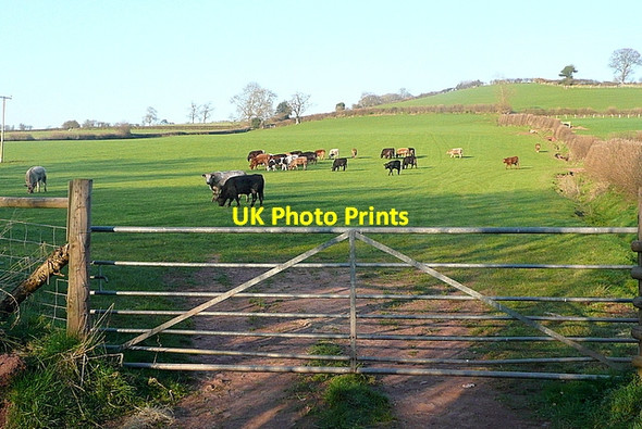 Photo 6"x4" Pasture near Ty'n-y-caeau Groesffordd\/SO0728 c2012 P1