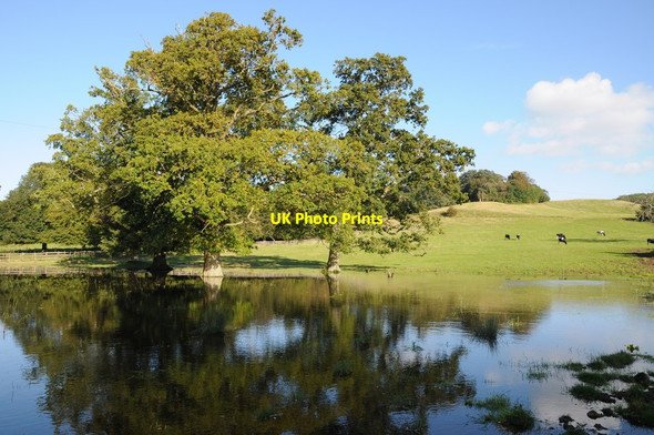 Photo 6"x4" Trees in water, Hill Hill\/ST6495 c2012