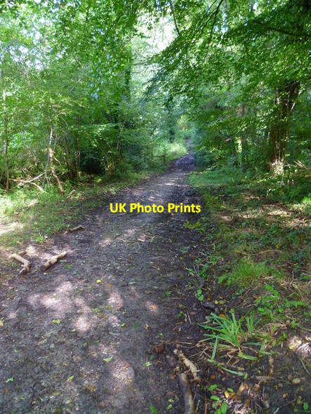 Photo 6"x4" The Orange Way in Dorset and Somerset (283) Pear Ash c2012