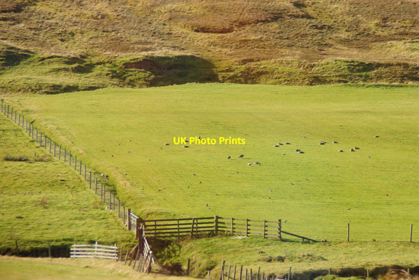 Photo 6"x4" Greylag Geese at Susetter, Voe Hamars\/HU4064 c2012