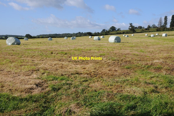 Photo 6"x4" Silage bales at Park Farm Ham\/ST6898 c2012