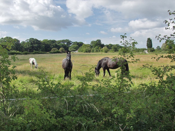 Photo 6"x4" Ganstead horses Ganstead c2008