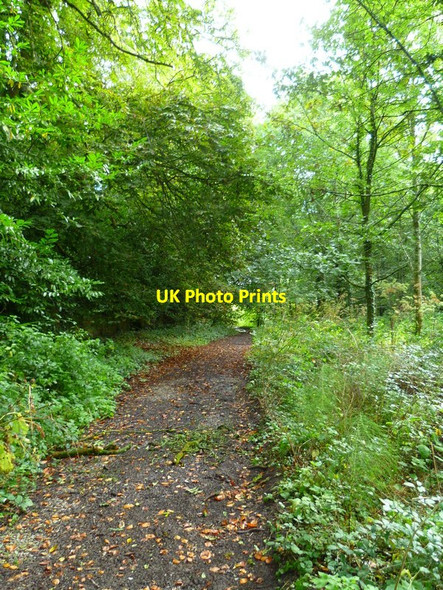 Photo 6"x4" The Orange Way in Wiltshire (11) Mere\/ST8132 c2012