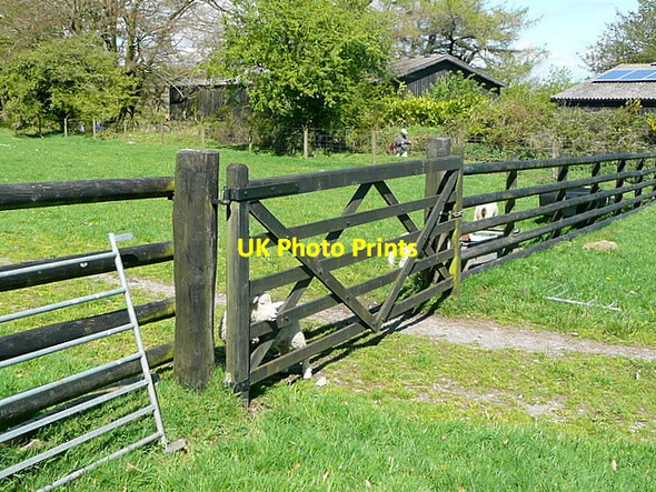 Photo 6"x4" Sheep at Swallerton Gate Bonehill\/SX7277 c2012