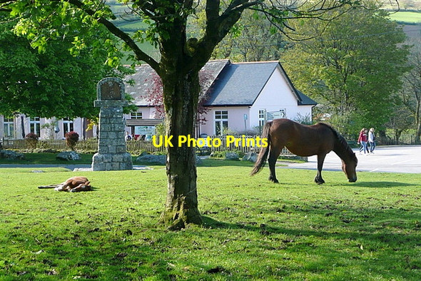 Photo 6"x4" Ponies at Widecombe Higher Dunstone c2012