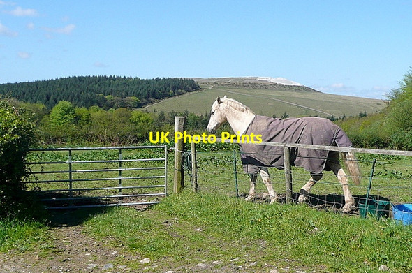 Photo 6"x4" Horse at Rook Cornwood c2012