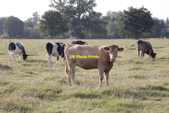 Photo 6"x4" Watching me Wallingford c2012
