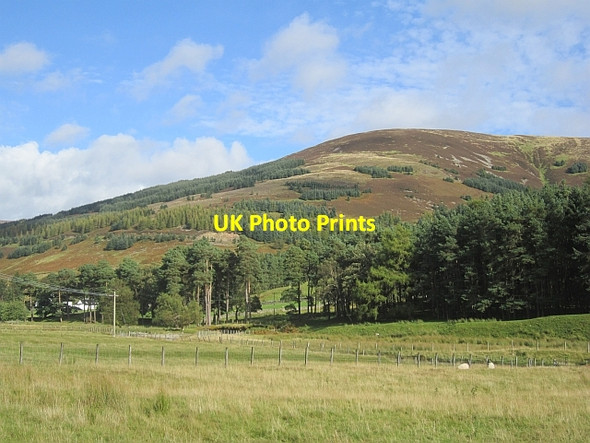 Photo 6"x4" Horse Hope Hill Langhaugh\/NT2031 c2012