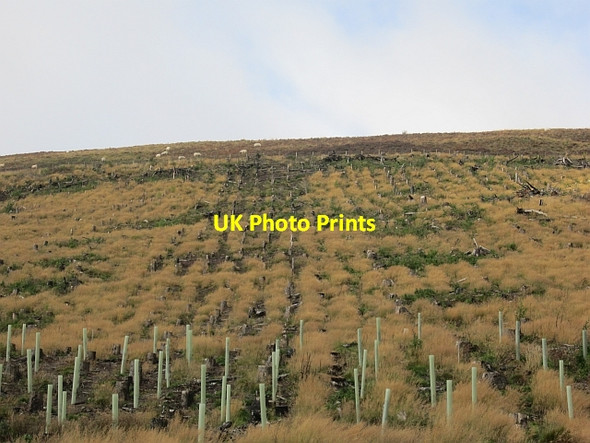 Photo 6"x4" Replanted woodland, Glensax Laverlaw c2012