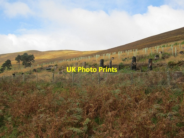 Photo 6"x4" Replanted woodland, Glen Sax Bonnington\/NT2538 c2012