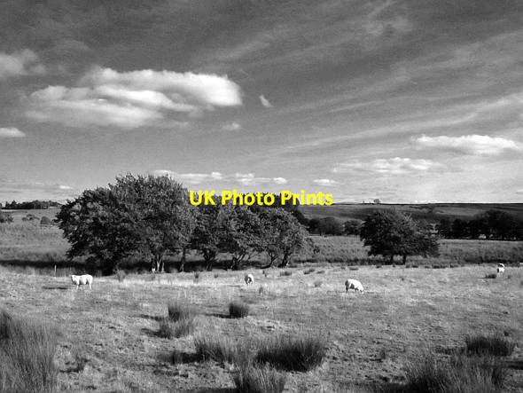 Photo 6"x4" Sheep grazing, Falla Auchengray c2012