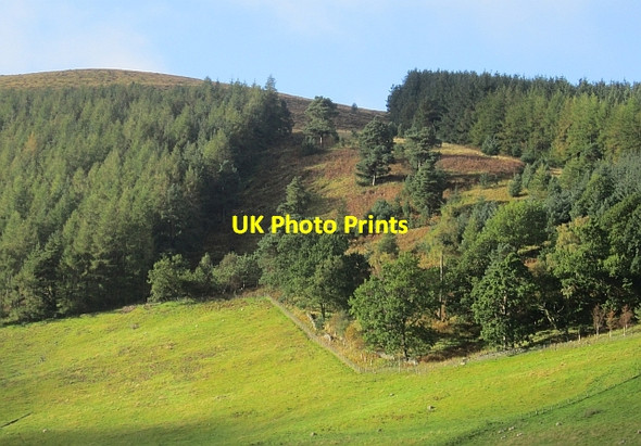 Photo 6"x4" Woodland, Newby Bonnington\/NT2538 c2012