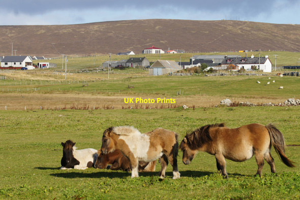 Photo 6"x4" Ponies at Clibberswick Clibberswick c2012