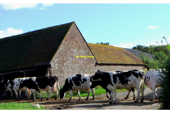 Photo 6"x4" Cows cross Lodge Lane, Keymer Clayton\/TQ3014 c2012