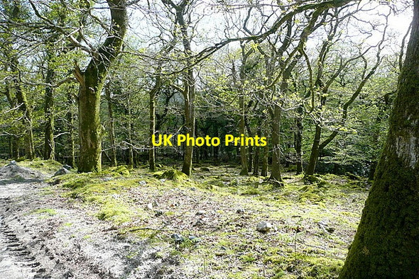 Photo 6"x4" Woodland at Newpark Waste Lutton\/SX5959 c2012