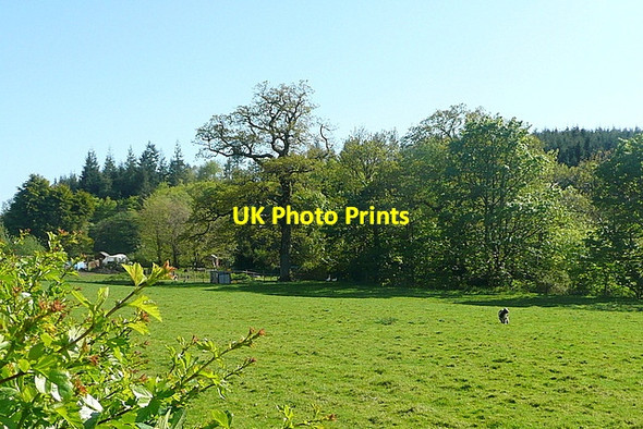 Photo 6"x4" Pasture at Moor Cross Cornwood c2012