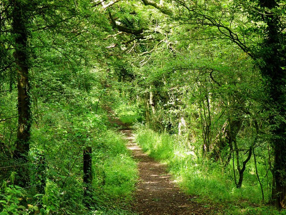 Photo 6"x4" Footpath by the River Severn Bullo c2008