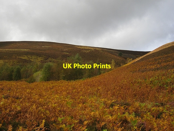 Photo 6"x4" Woodland, Glen Sax Birkscairn Hill c2012