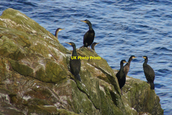 Photo 6"x4" Shags (Phalacrocorax aristotelis), east coast of Mu Ness Muness c2012
