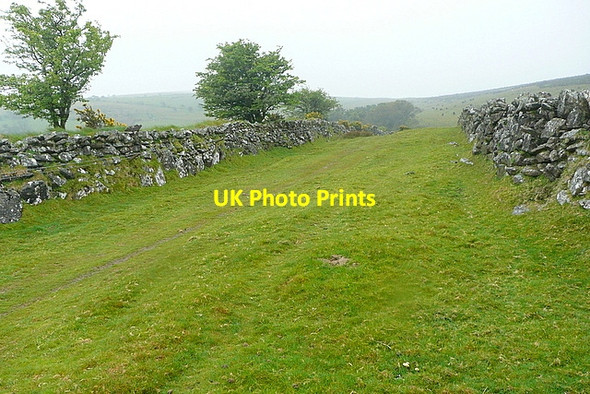 Photo 6"x4" Bridleway to Merrifield Plantation Badworthy c2012