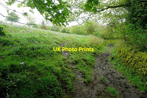 Photo 6"x4" Bridleway past Overbrent Woods Badworthy c2012