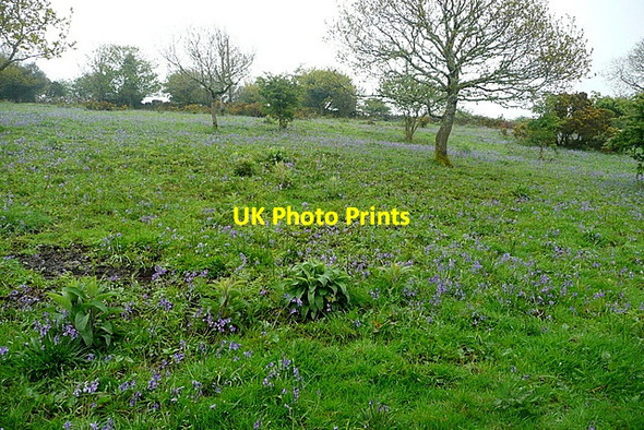 Photo 6"x4" Bluebells off the path Badworthy c2012