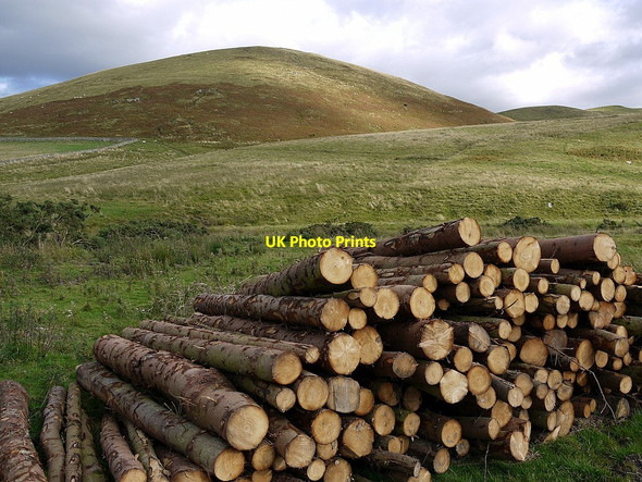 Photo 6"x4" Felled trees below Green Humbleton Kirk Yetholm c2012