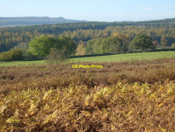 Photo 6"x4" View from the road East Moor Wood c2012